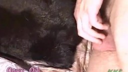 Любитель секса с животными трахает черную собачку порно видео зоо