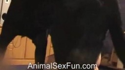 Расерженный пес отдудолил парня зоофила и кончил ему в жопу зоо порно видео
