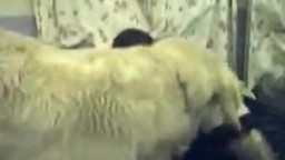 Воспитанный пес с длинной шерстью нежно трахает в постели зоофилки смотрите зоо порно