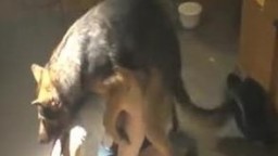 Настырный пес выебал худую зоофилки в энергичном темпе зоопорно с собакой