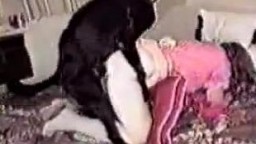 Блестящая собака с черной шерстью во всю пиздячит голую зоофилку зоо порно