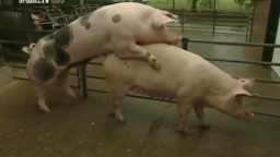 Хряк осеменил отборную свиноматку зоо порно видео со свиньми