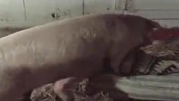 Огромная свинья ебет развратную зоофилку крученным хуем зоо порно видео