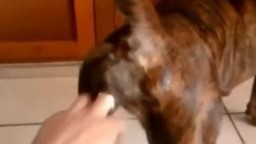 Обнаженный парнишка трахает собачку в писечку видео зоо частное