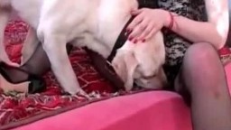 Дамочка в сексуальном интимном белье трахается с собакой на шикарной кровати