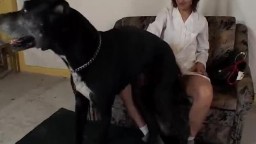 Две бляди поразмяли сфинктеры на собачьем писюне ебля в жопу зоо порно видео