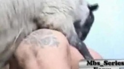 Толстая милф перепихивается с бараном перед пастухом зоо интим частный