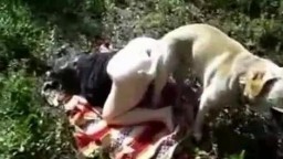 Sex dogs зоофилка с упругой кормой поеблась с псиной в лесочку зоопорно фильм