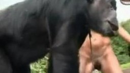 Sex animal раздетые развратницы норовят замутить секис с шимпанзе zoo кино