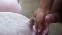 Зоофил с торчащим членом дерет хрюшек в загоне zoo porn