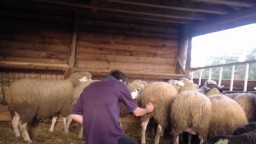 Девственник мастурбирует овце и пытается засадить
